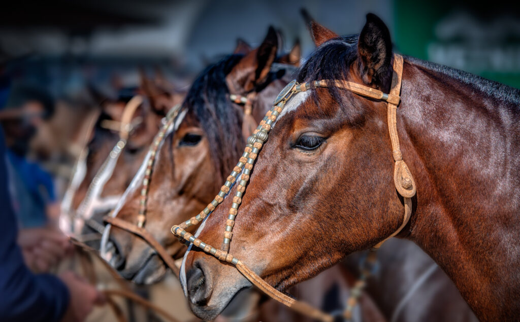 Cavalo crioulo