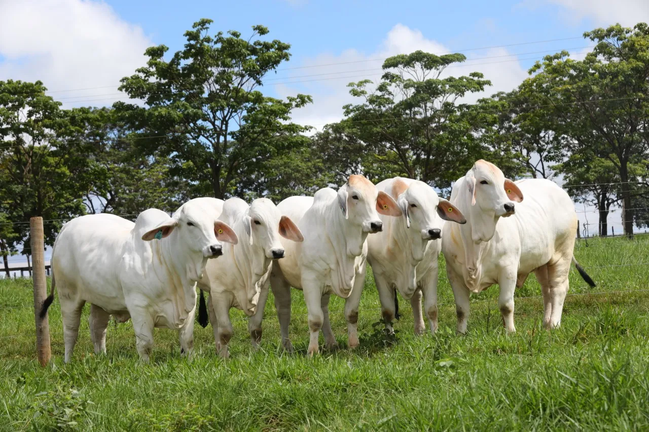 Técnica de manejo reduz mortalidade em bezerros e ganha força entre pecuaristas