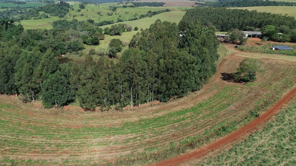 Sequestro de carbono: fazenda de pecuária retira 260 toneladas de CO2 da atmosfera