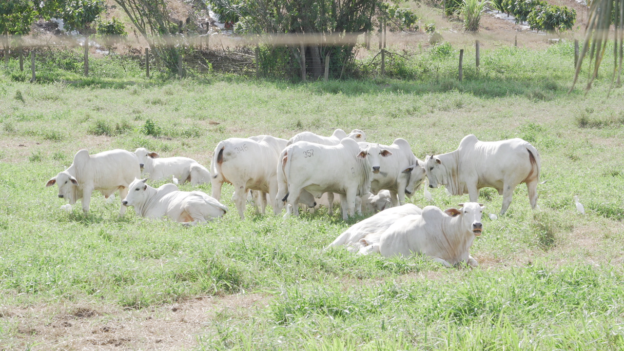 Fazenda Baviera, Ipiaú-Bahia