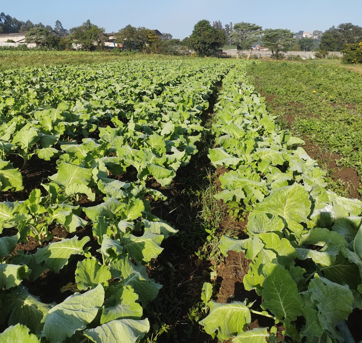 Agricultores Paulo Yukio Serikawa