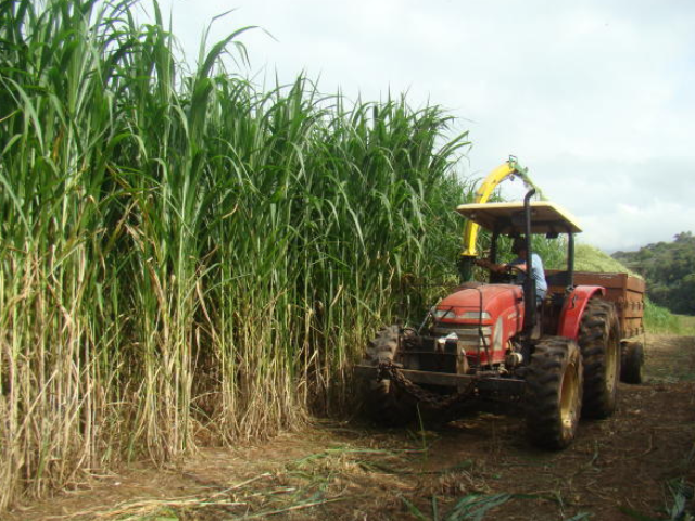 BRS Capiaçu - nova cultivar de capim elefante