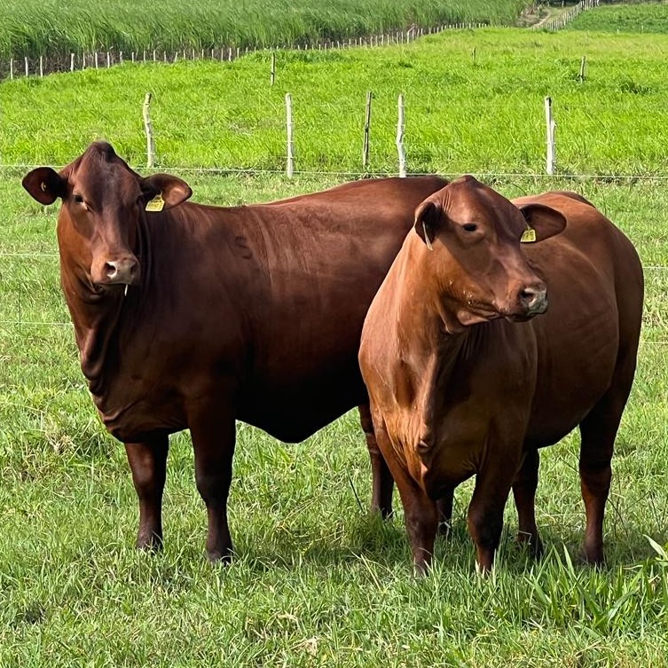 SANTA GERTRUDIS