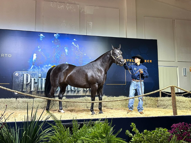 Com números expressivos, ‘Prime Horse’ eleva patamar do Quarto de Milha no Brasil