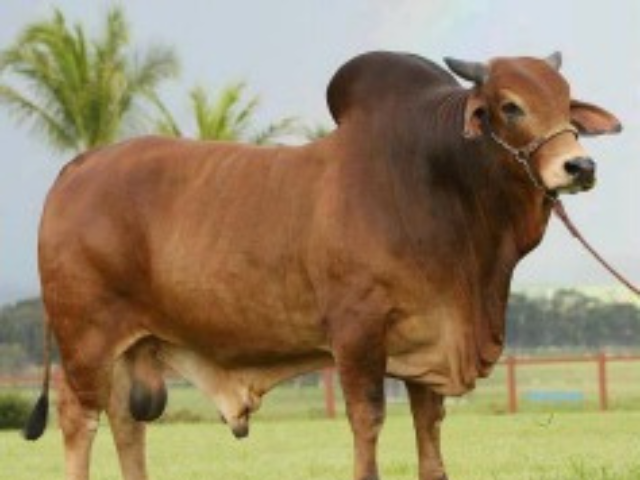 18° Leilão Virtual Sindi Raja acontecerá durante a ExpoZebu 