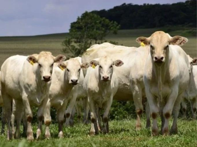 Canchim e Caracu: este cruzamento é boa aposta para produção de bezerros?