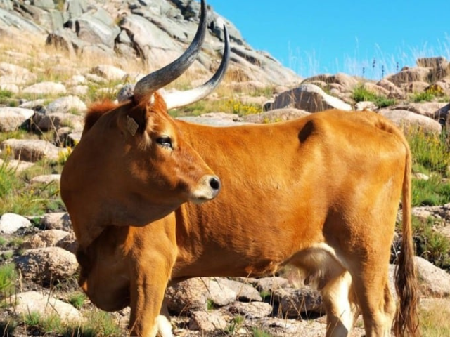 Barrosã: o boi mais bonito do planeta e de carne premium