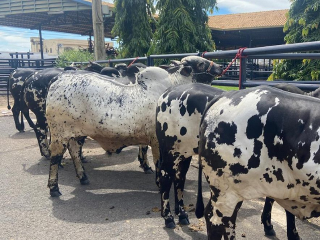 89ª ExpoZebu: prazo para admissão de animais se encerra nesta quarta-feira 