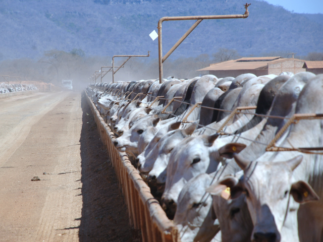 Estratégias de manejo durante os períodos de seca