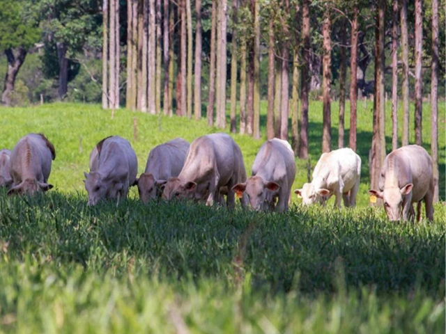 Árvores no pasto: estudo comprova benefícios para o gado e meio ambiente