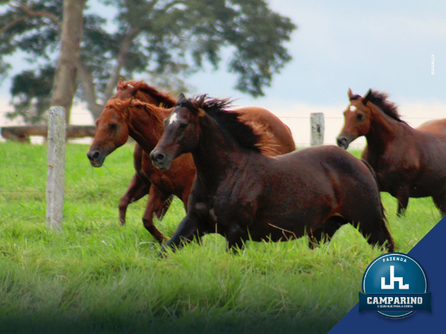 89ª ExpoZebu será palco da primeira edição do Leilão Camparino Quarto de Milha