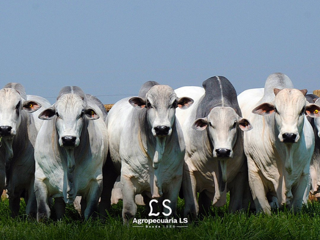 Agropecuária LS realiza 7º Leilão Touros Melhoradores