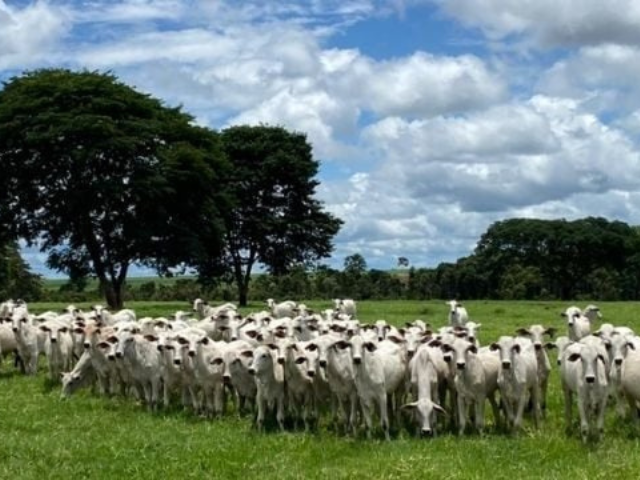 Novo sistema de cadastramento para o Programa Precoce MS já está em vigor