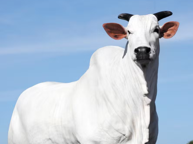 Vaca tem 33% de sua propriedade comercializada e alcança a valorização de R$ 15,48 milhões na Expozebu