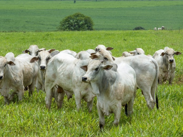 Chuvas favorecem pecuaristas e sustentam preços do boi; veja cotações