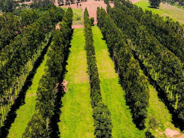 Confira os avanços dos sistemas de integração que já ocupam 17,5 milhões de hectares no País