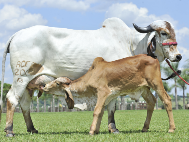 Manejo reprodutivo em vacas leiteiras