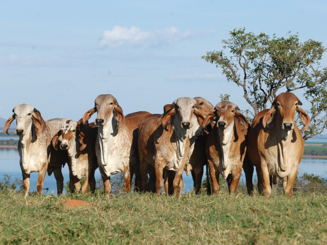 SC lança programa de promoção da cadeia produtiva de leite