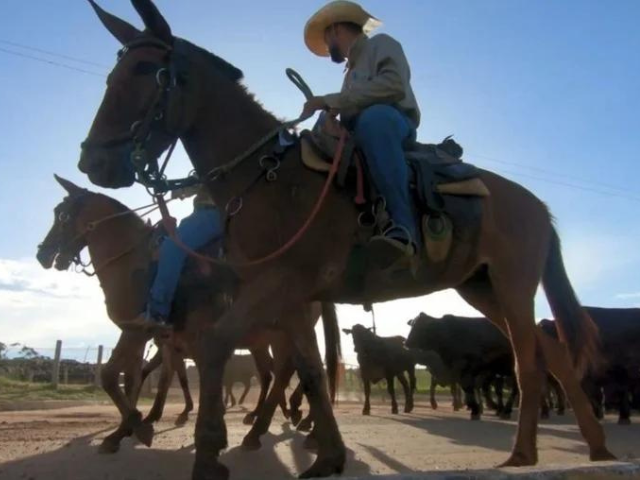 Saiba quais são os desafios futuros do trabalhador rural