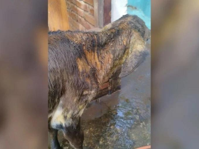 Requeima em bezerras: veterinário explica as causas e como tratar