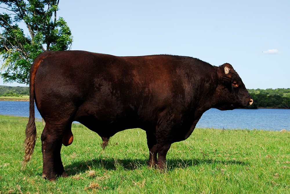 Devon em área de pastagem, conhecidos pela musculatura definida e pela produção de carne premium com sabor diferenciado.