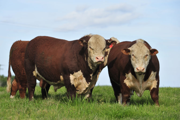 Dois bois da raça Hereford em pasto aberto, reconhecidos pela rusticidade e pela produção de carne premium macia e saborosa