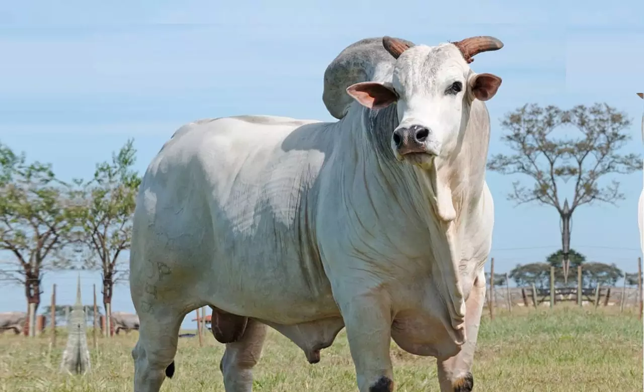 Boi da raça Nelore em pasto, representando a base da pecuária de corte no Brasil e destacando-se em cruzamentos para produção de carne premium.