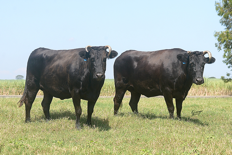 Dois bois da raça Wagyu em destaque, conhecidos pelo alto grau de marmoreio e pela produção de carne premium de qualidade superior.