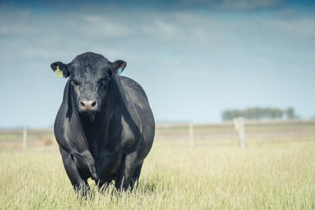 Boi da raça Angus em pasto verde, com corpo bem desenvolvido e acabamento de gordura, símbolo de carne premium com excelente marmoreio.