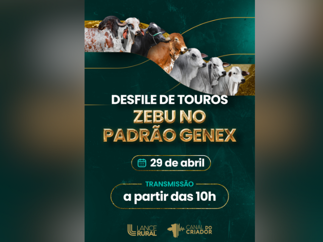 Desfile de Touros Zebu no padrão Genex