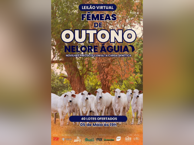 Leilão Virtual Fêmes de Outono Nelore Águia