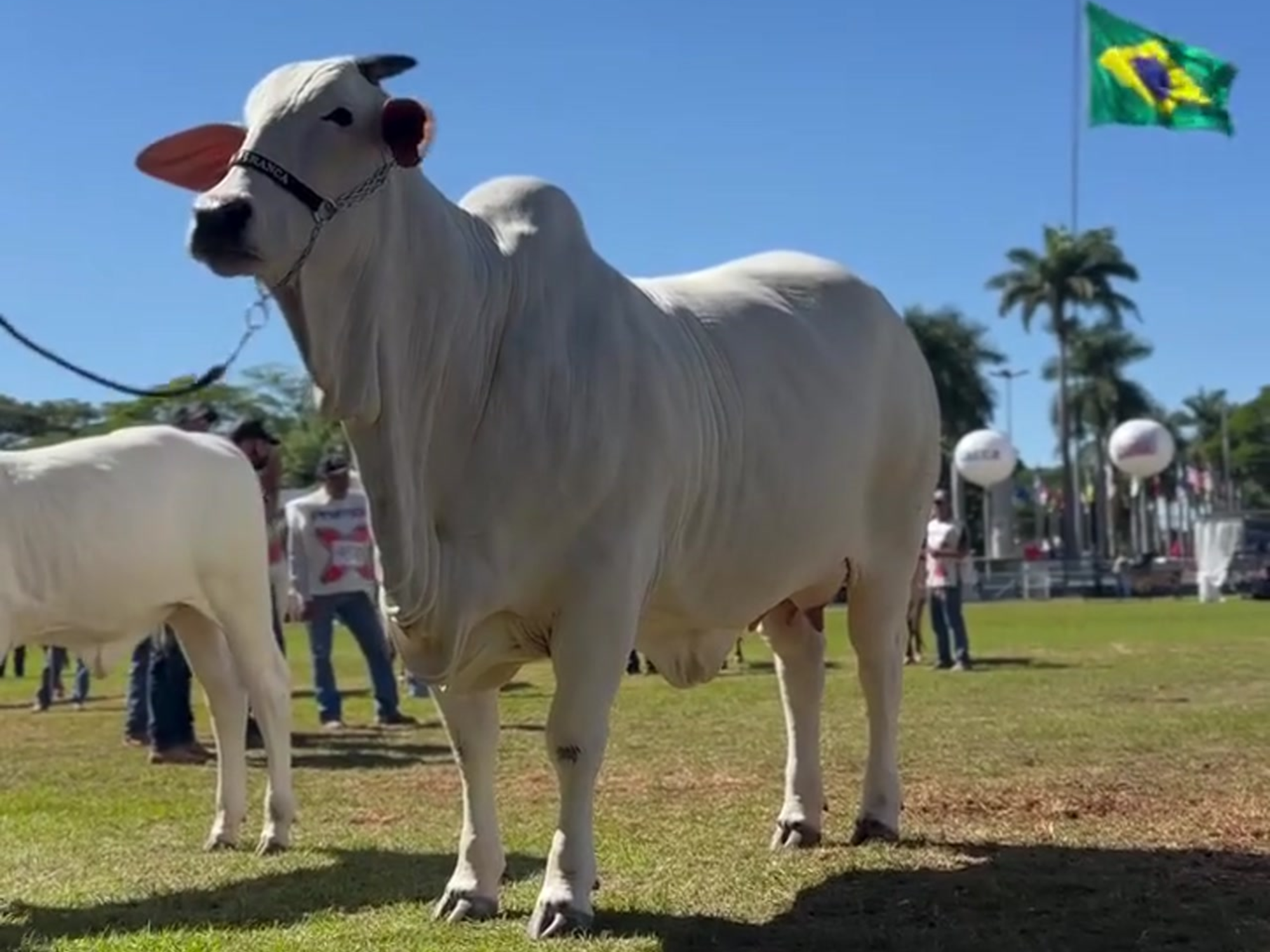Carina FIV do Kado conquista tetracampeonato na ExpoZebu 2025
