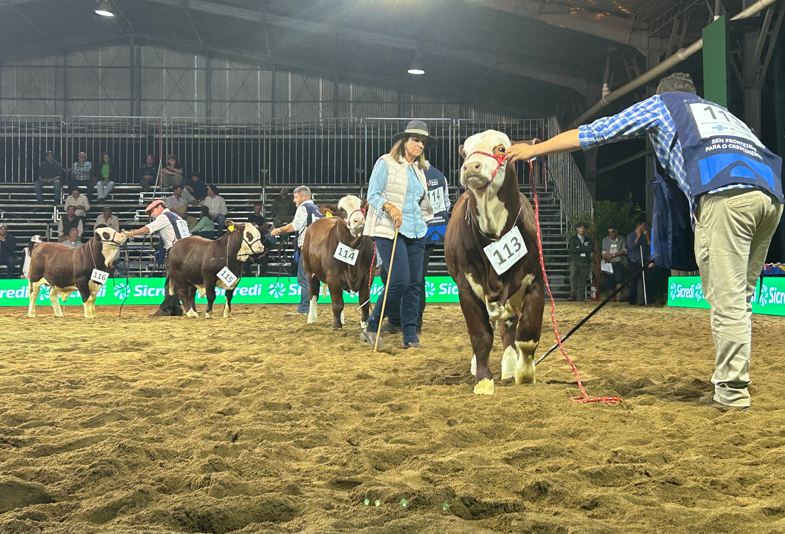 Animais da raça Braford na pista de julgamento durante o 9º Congresso Mundial Braford 2025