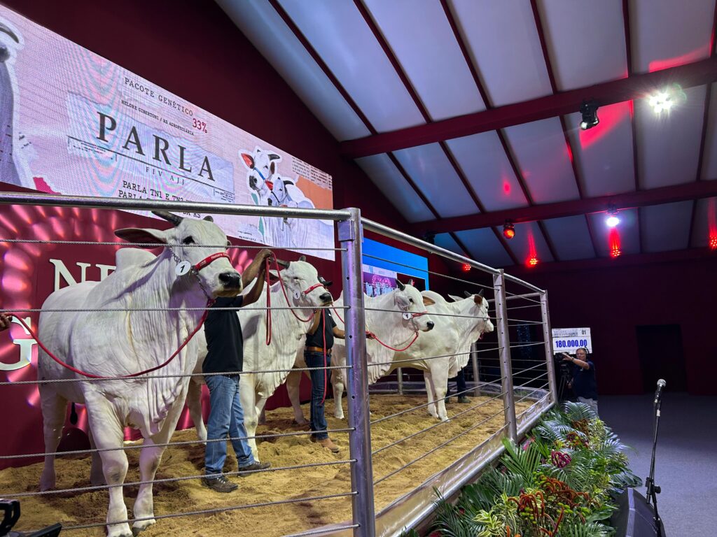 Clones da Parla FIV AJJ apresentados em pista como parte do pacote de genética leiloado no Leilão Nelore Gibertoni."